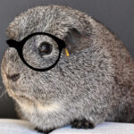 トイレするぞう