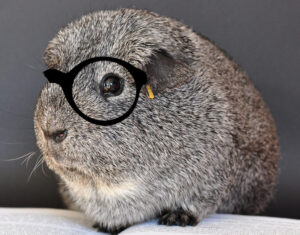 トイレするぞう