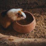 close up shot of a guinea pig