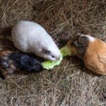 food animal cute farm